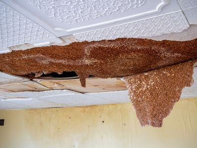 Professional water damage restoration services in Duncanville, AL - Reliable Water Restoration